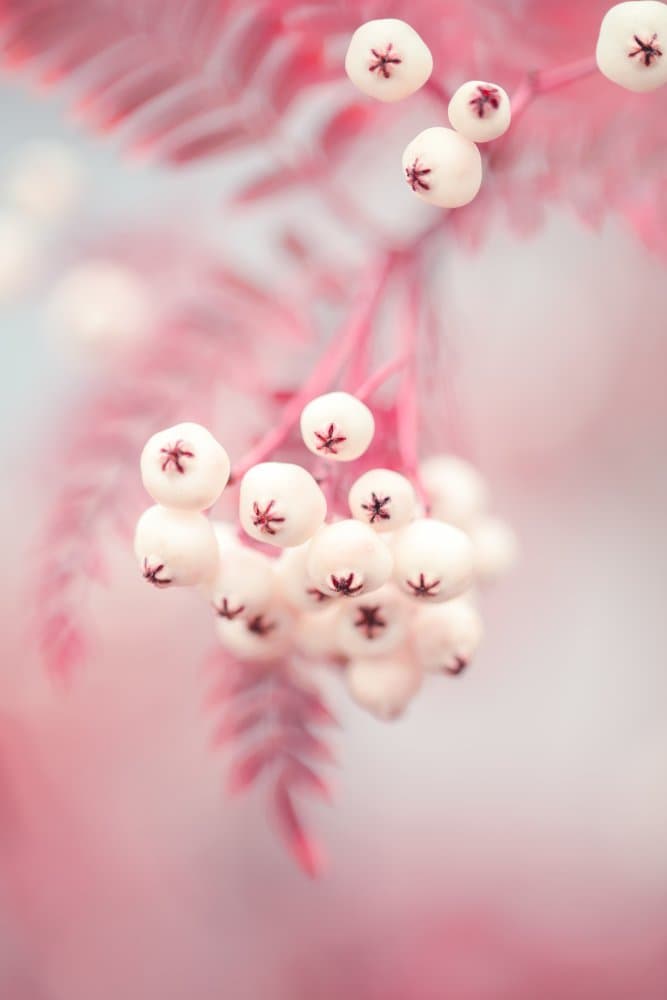 Soft Pink Berries by Pictufy Studio III — canvas wall art