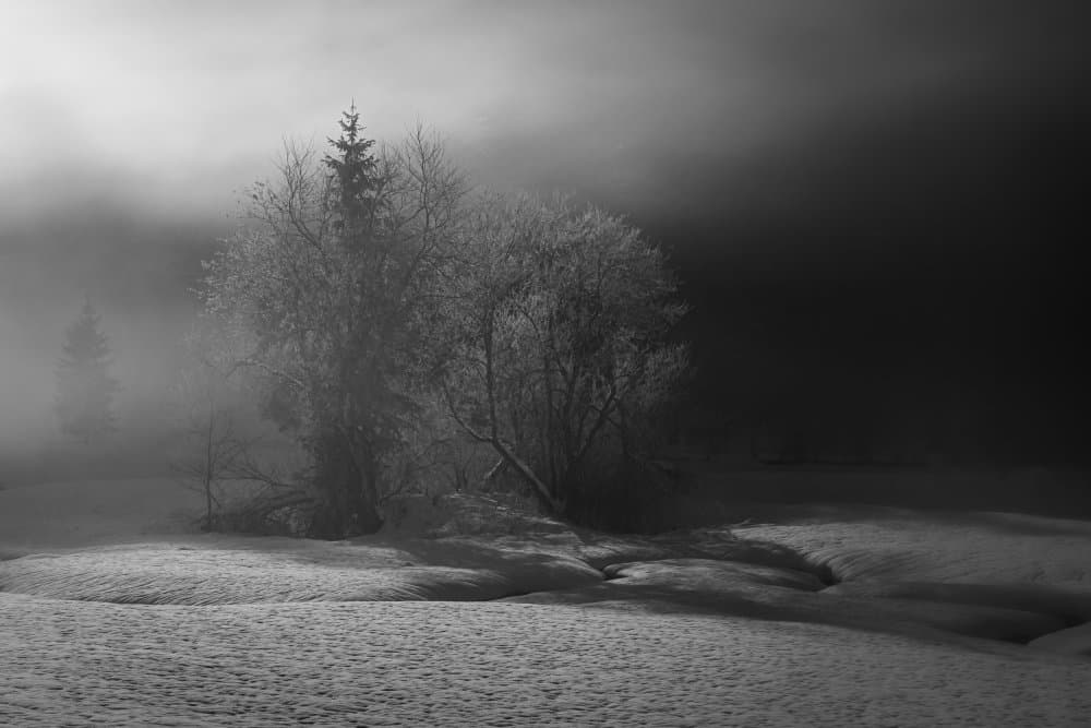 Misty Winter Trees by Andy Dauer — canvas wall art