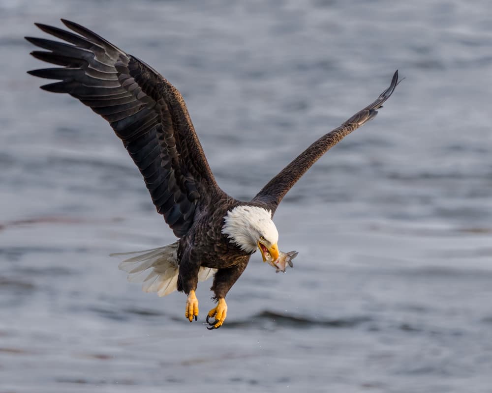 Bald Eagle's Catch by John Fan — canvas wall art