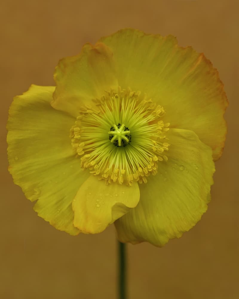 Vibrant Yellow Poppy by Lotte Grønkjær — canvas wall art