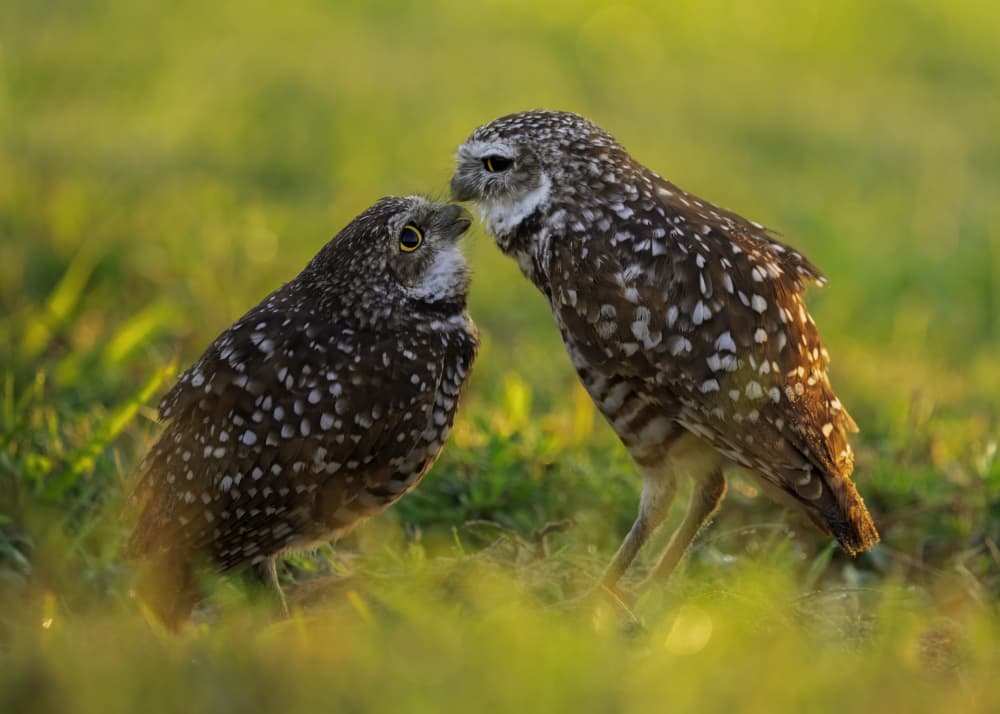Sweet Owl Pair by Hanping Xiao — canvas wall art