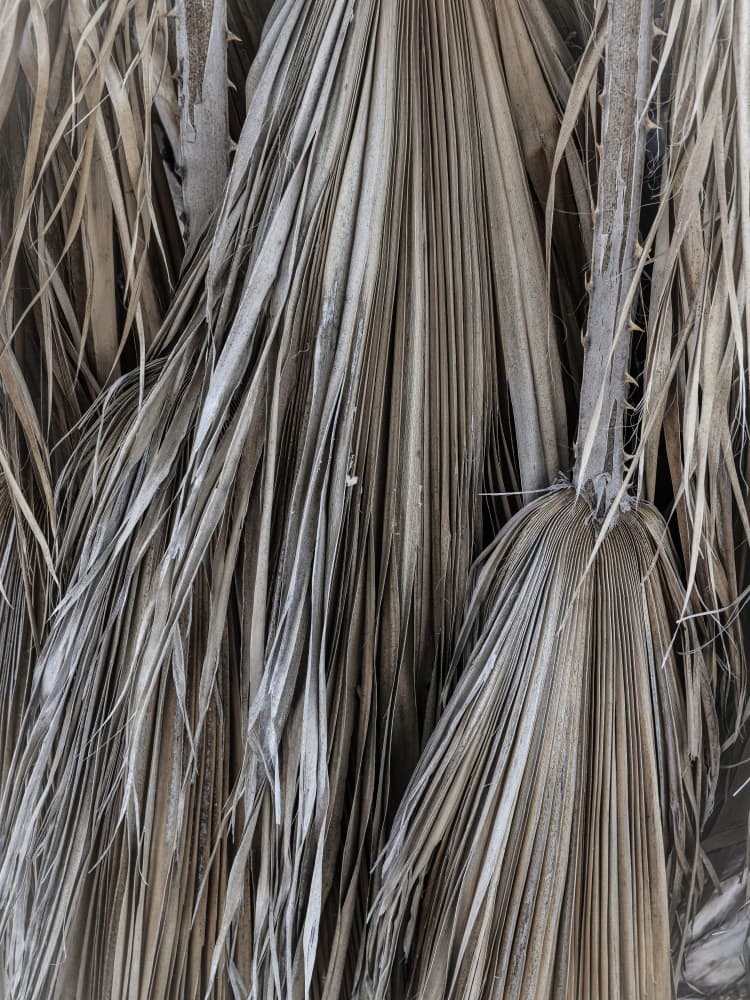 Rustic Palm Texture by Shot by Clint — canvas wall art