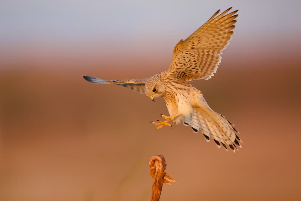 Golden Hour Kestrel by David Manusevich — canvas wall art