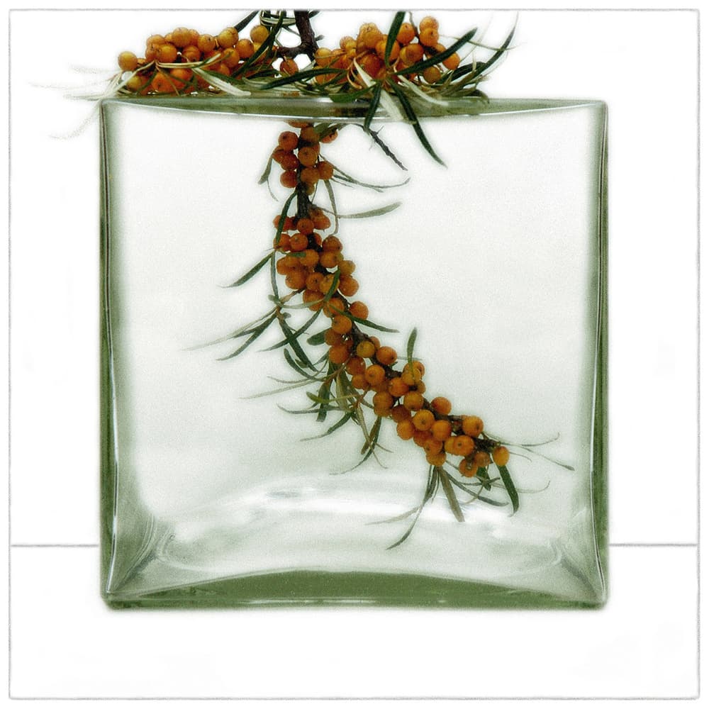 Orange Sea Buckthorn Vase by Huib Limberg — canvas wall art