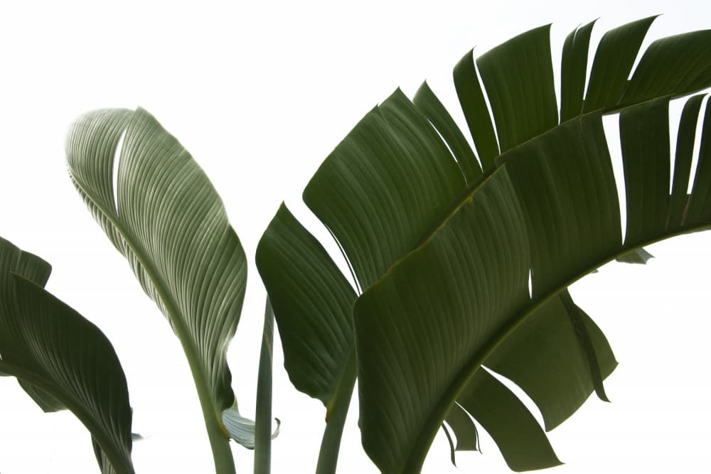 Vibrant Tropical Leaves by amini54 — canvas wall art