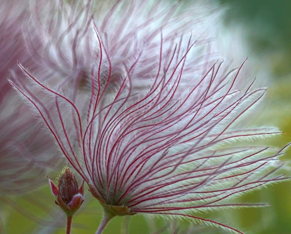 Ethereal Pasque Bloom by Robin Wechsler — canvas wall art