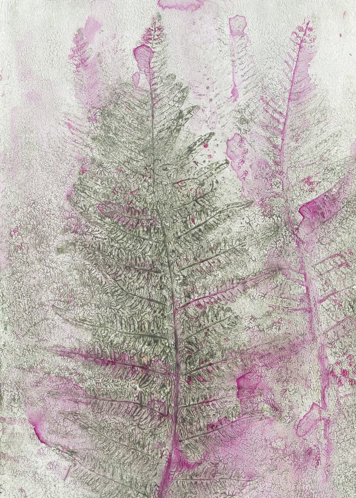 Pink Fern Impressions by Maira Ribena — canvas wall art