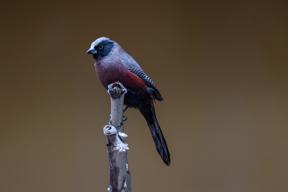 Elegant Crimson Bird by Azim Khan Ronnie — canvas wall art