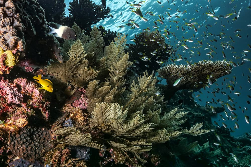 Vibrant Coral Reef by Serge Melesan — canvas wall art