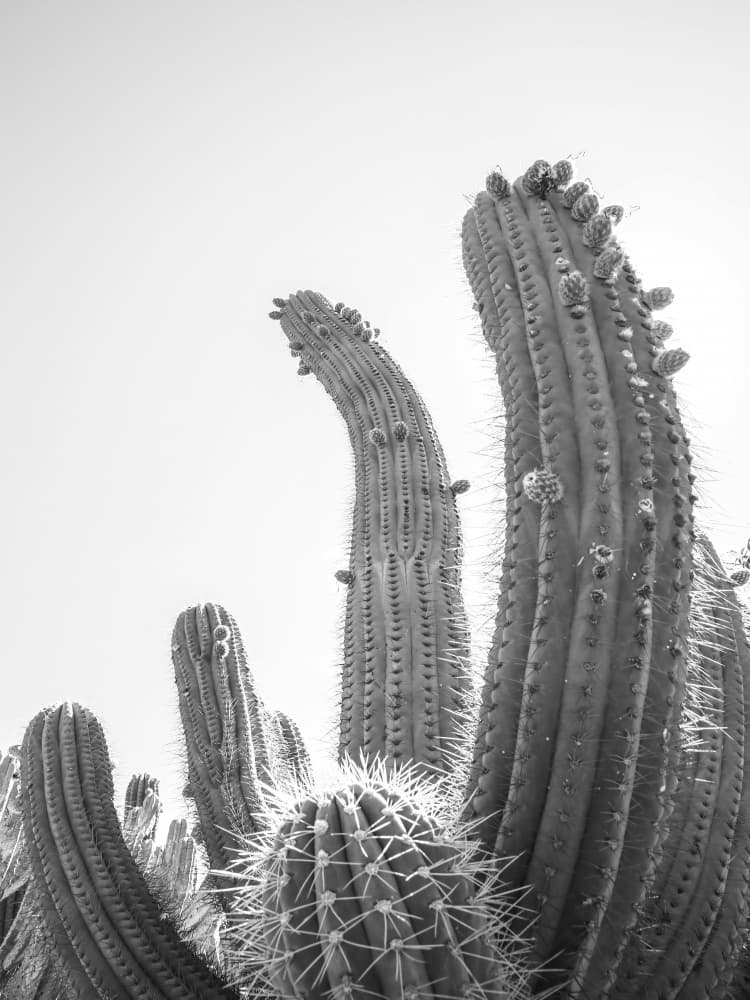 Desert Giants by Shot by Clint — canvas wall art