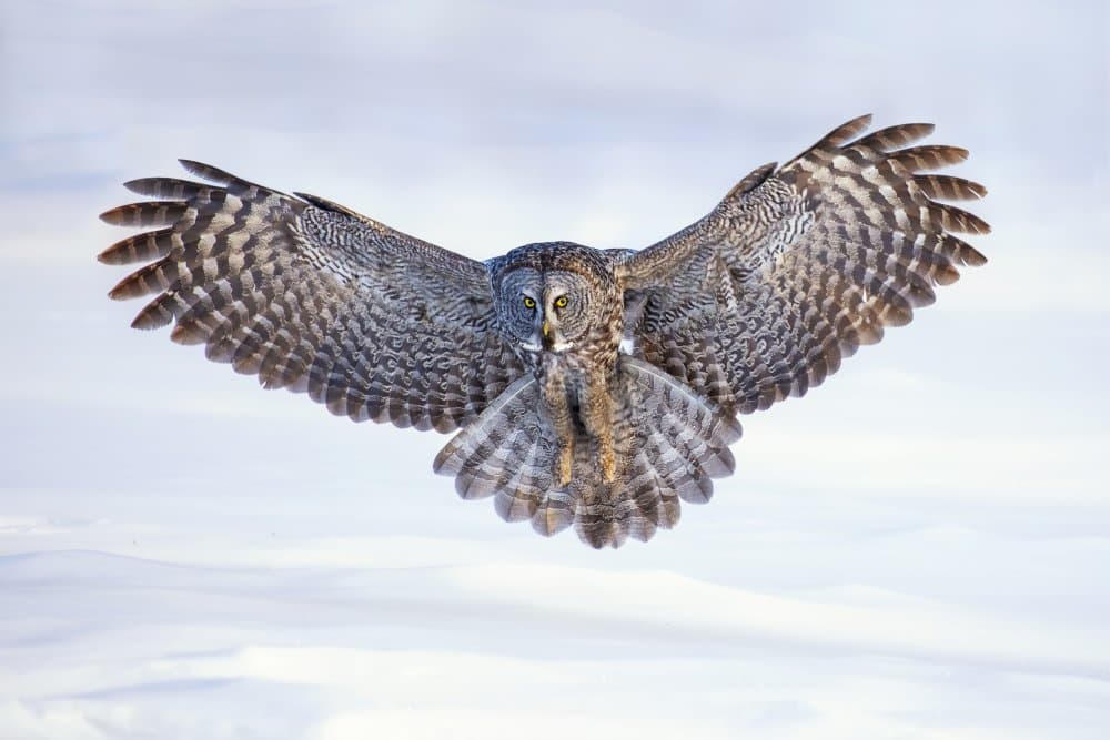 Majestic Great Grey Owl Flight by Rob Li — canvas wall art