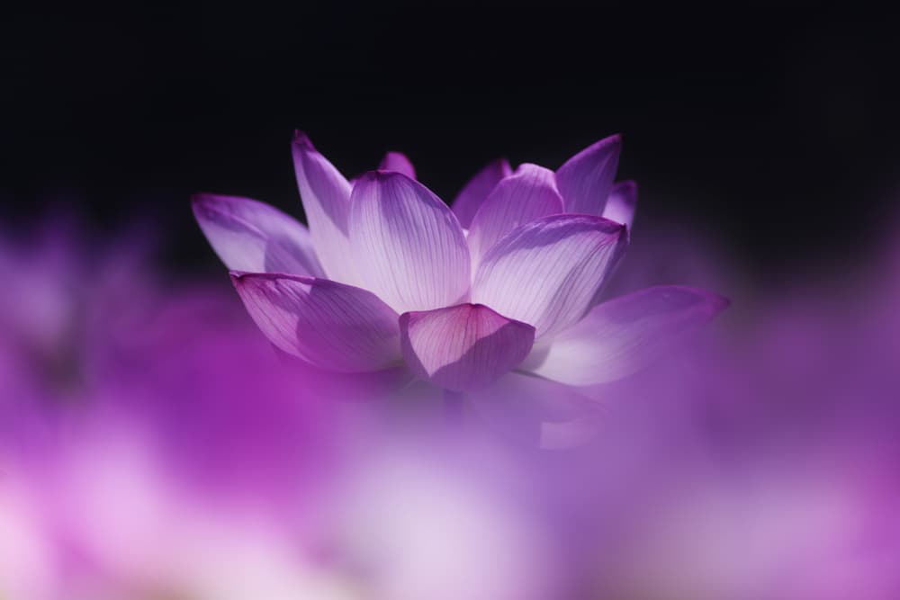 Soft Purple Lotus by Takashi Suzuki — canvas wall art