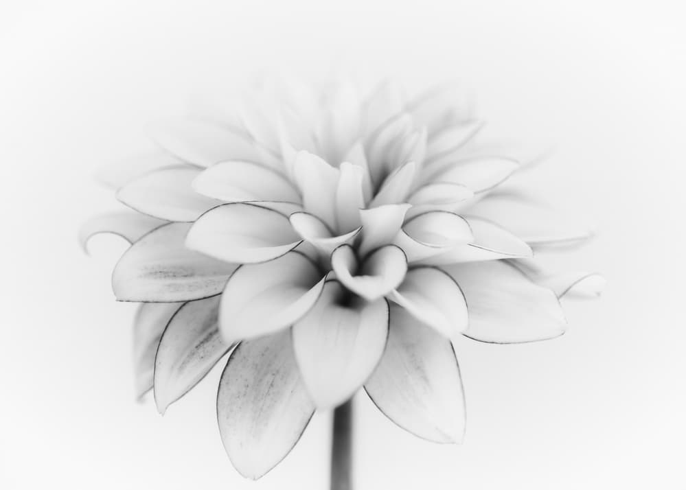 Soft White Dahlia by Lotte Grønkjær — canvas wall art
