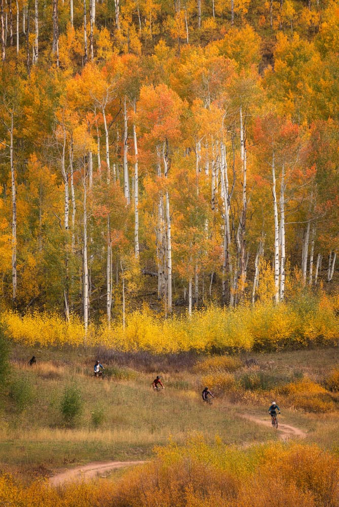 Golden Aspen Biking by Mei Xu — canvas wall art