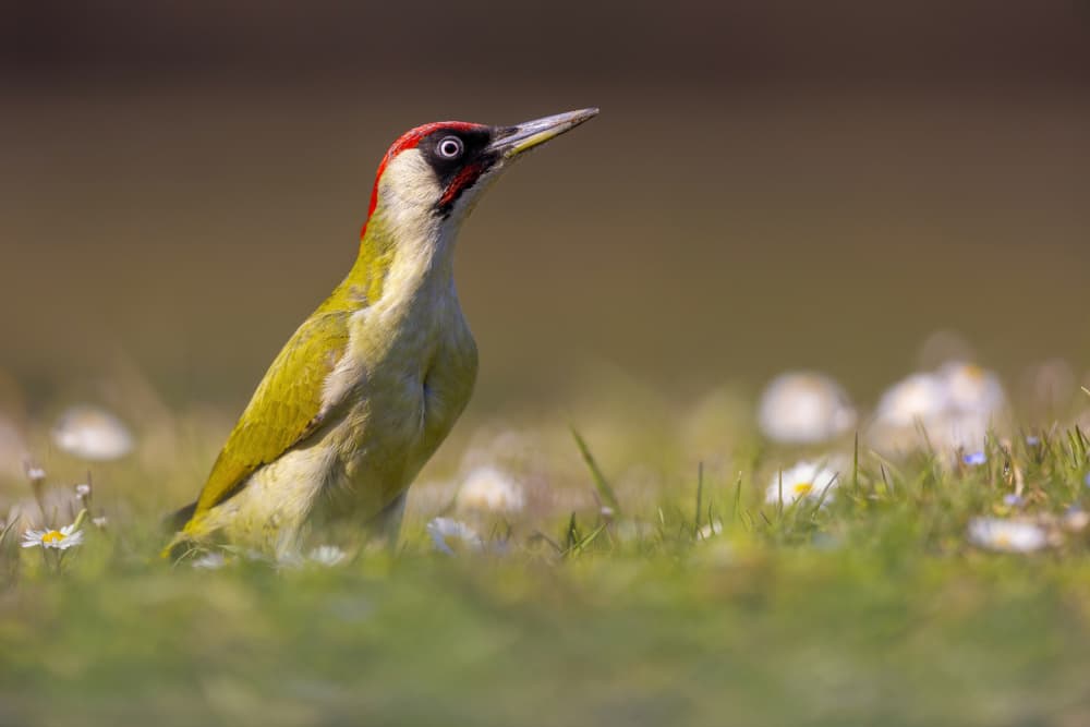 Green Woodpecker in Meadow by Marco Redaelli — canvas wall art