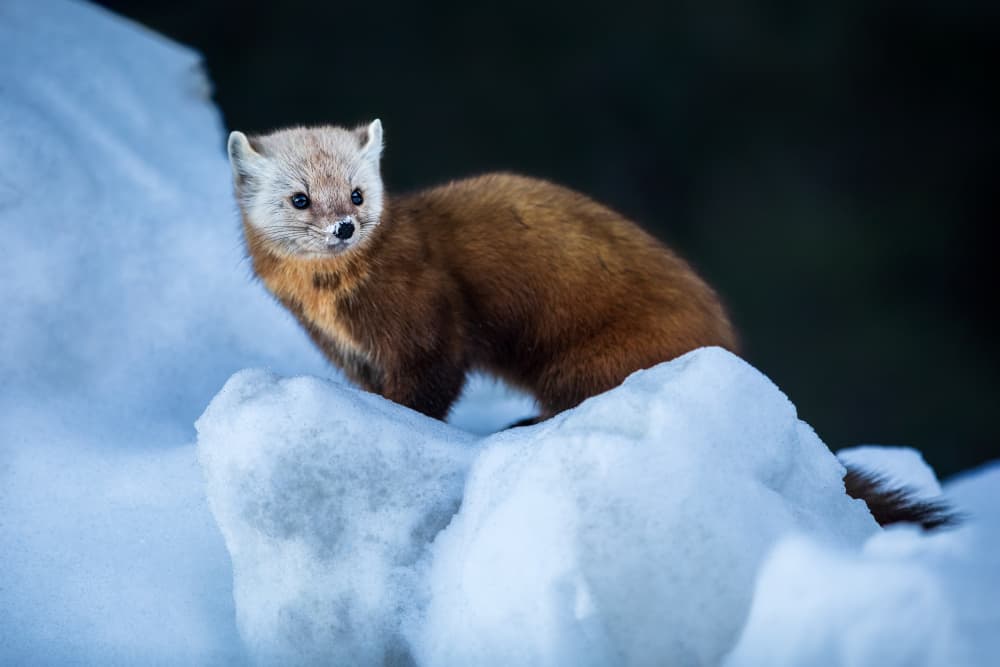 Alert Marten in Snow by Steven Zhou — canvas wall art