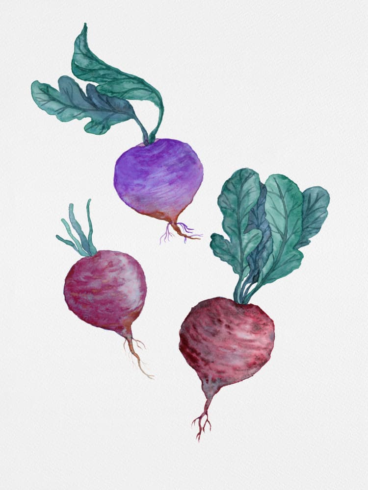 Fresh Watercolor Radishes by Suchi Deb — canvas wall art