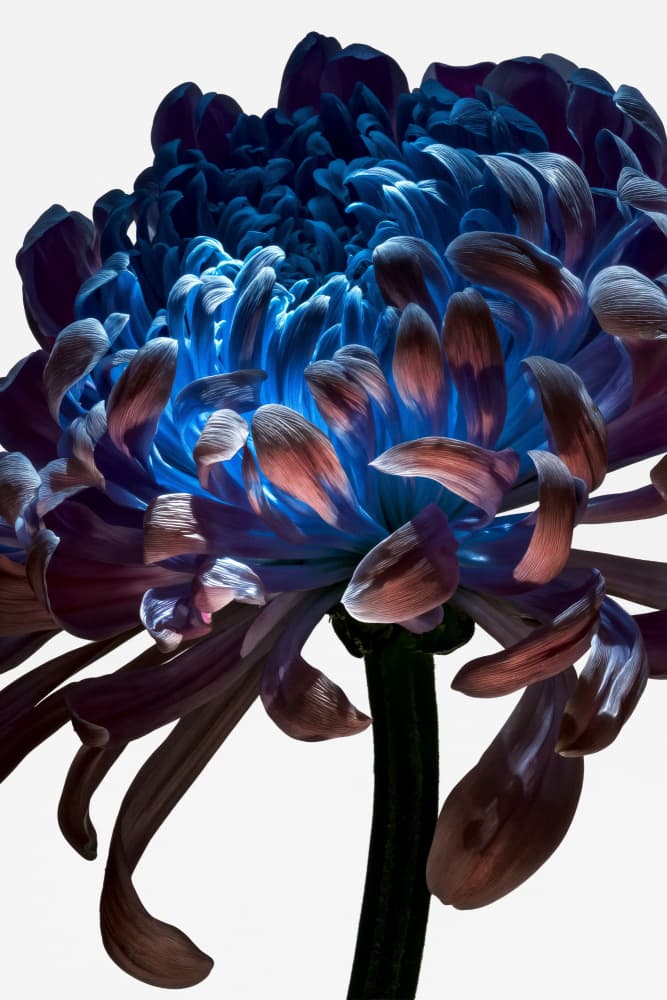 Glowing Blue Chrysanthemum by Minorstep — canvas wall art