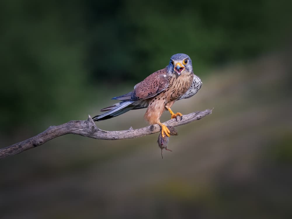 Kestrel's Catch by Mei Hu — canvas wall art