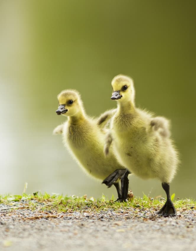 Fluffy Yellow Ducklings by Mircea Costina — canvas wall art