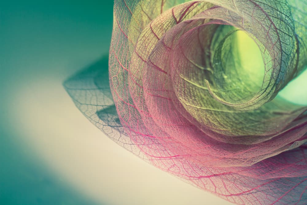 Colorful Leaf Spiral by Shihya Kowatari — canvas wall art