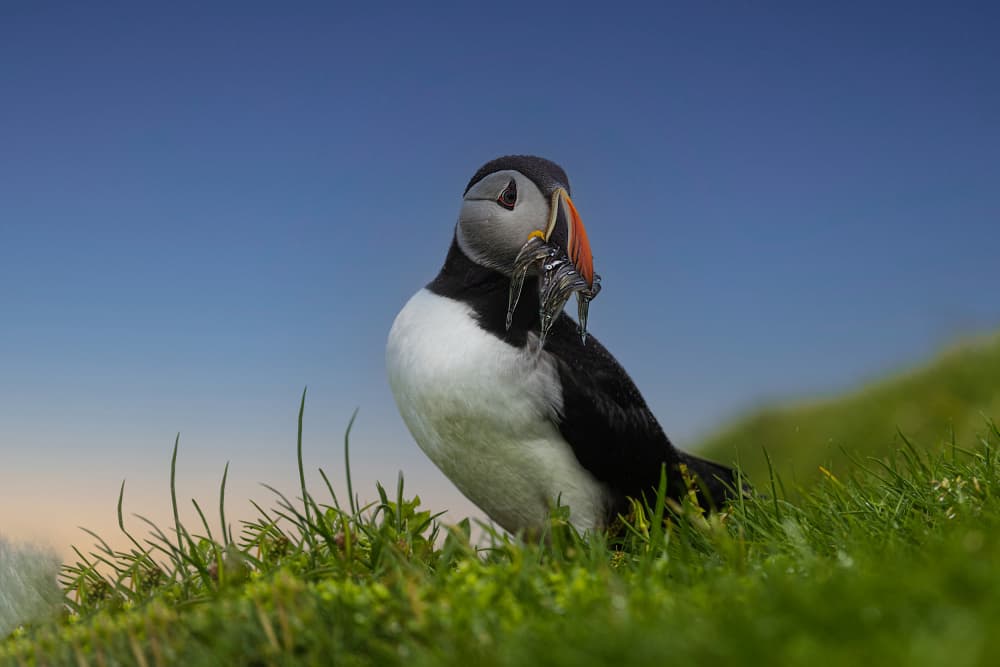 Puffin Fish Bounty by Dennis Zhang — canvas wall art