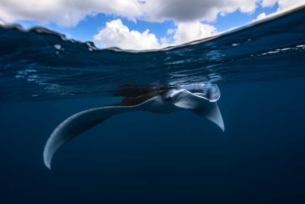 Manta Ray Split View by Barathieu Gabriel — canvas wall art