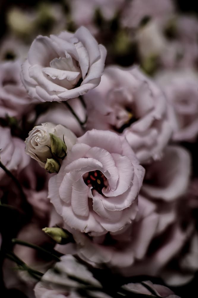Delicate Beauty of Pink Lisianthus Flower by Shot by Clint — canvas wall art