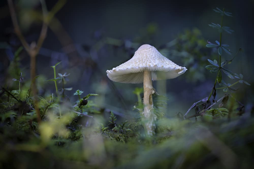 Solitary Forest Mushroom by Norbert Maier — canvas wall art