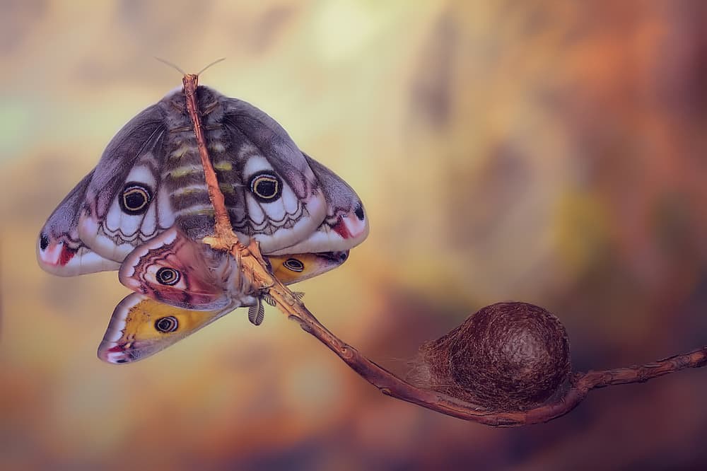 Moths and Cocoon Branch by Jimmy Hoffman — canvas wall art
