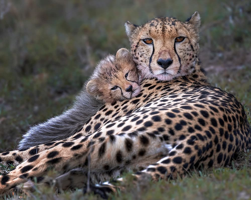 Cheetah Mother and Cub by Annie Poreider — canvas wall art