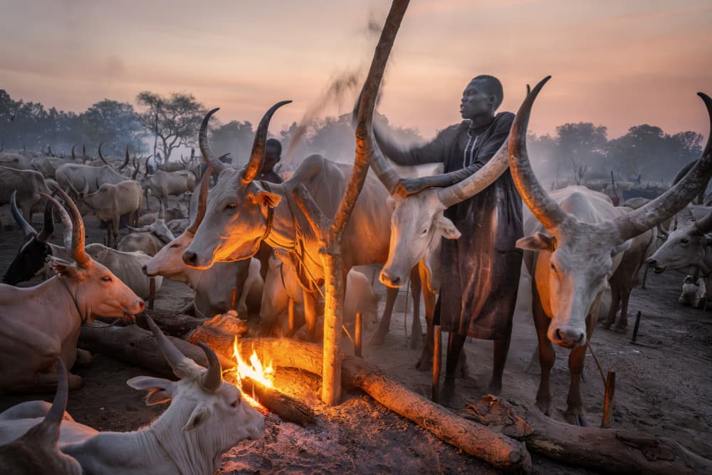 Dinka Cattle Firelight by Trevor Cole — canvas wall art