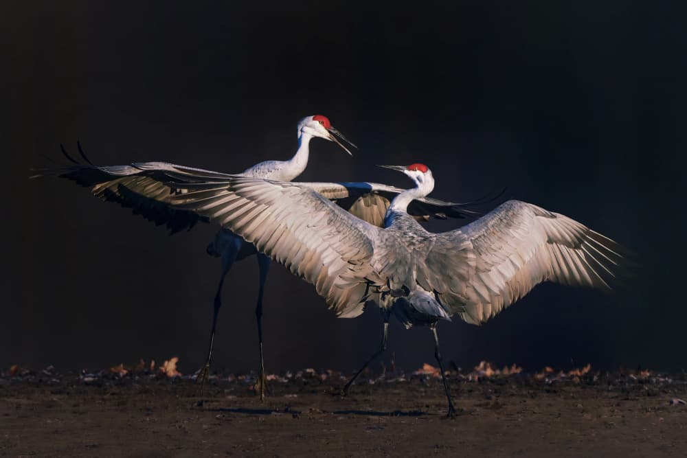 Elegant Crane Dance by Qing Zhao — canvas wall art