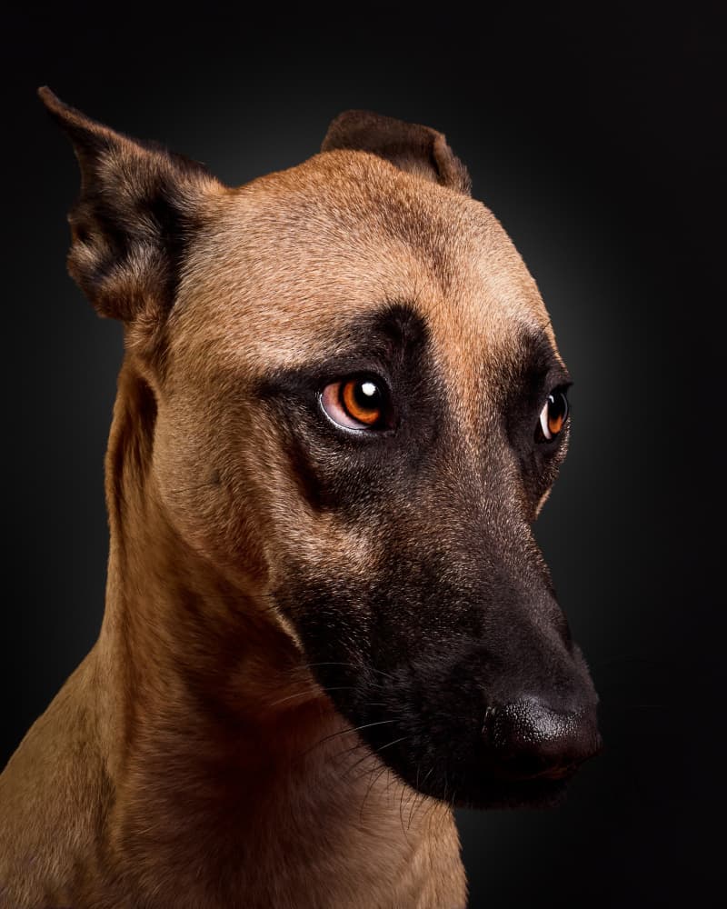 Gentle Dog Portrait by Javier del Puerto Photography — canvas wall art