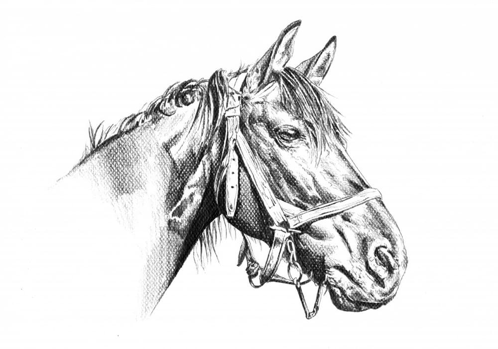 Majestic Horse Drawing by Kulik — canvas wall art