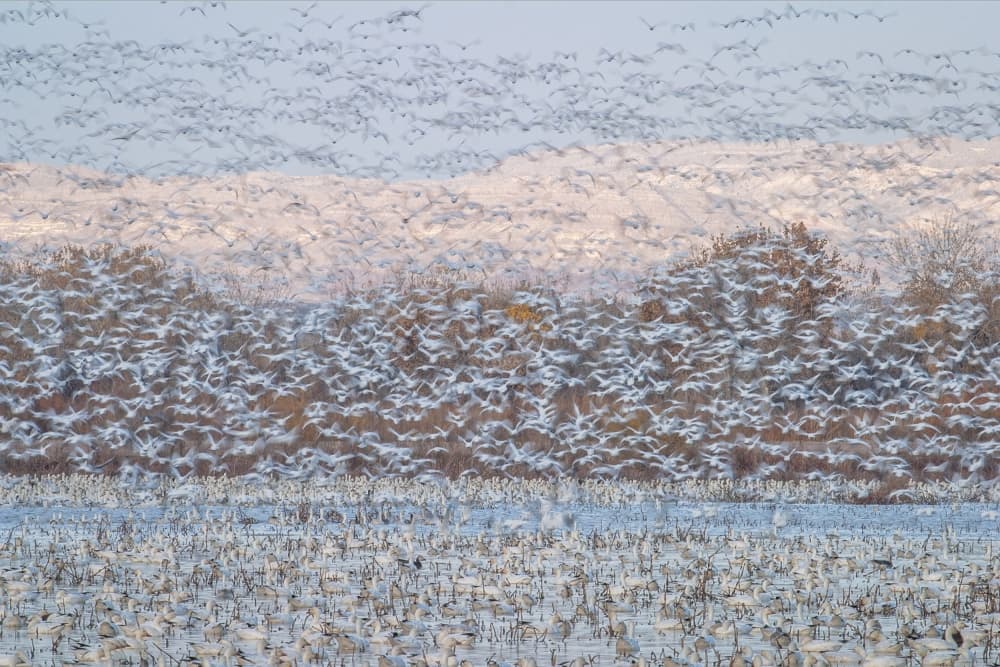 Winter Geese Migration by Nick Kalathas — canvas wall art