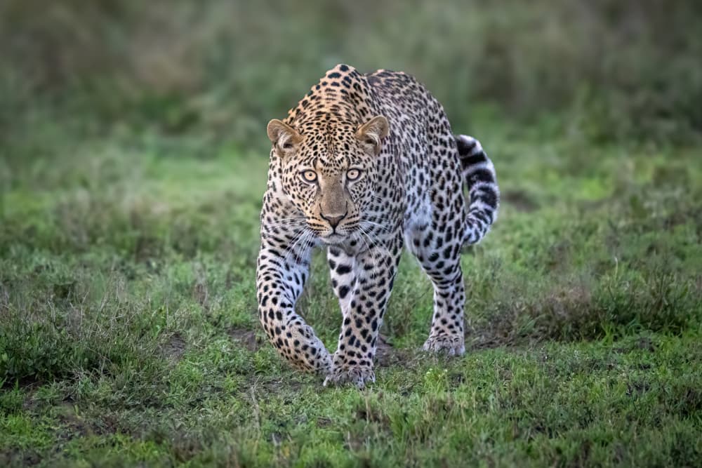 Leopard on the Prowl by Mark Strom — canvas wall art