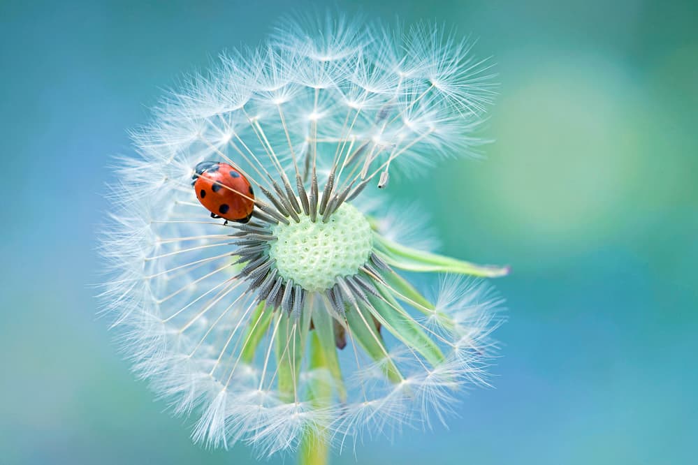 Ladybug on Dandelion by Jacky Parker — canvas wall art