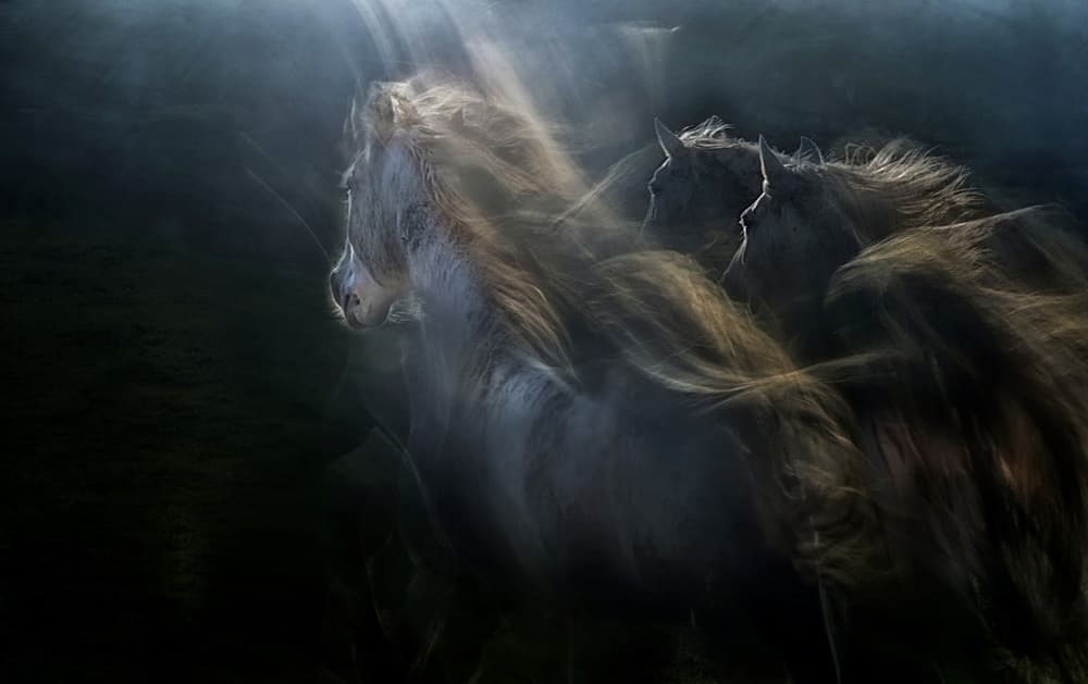 Wild Horses In Motion by Milan Malovrh — canvas wall art