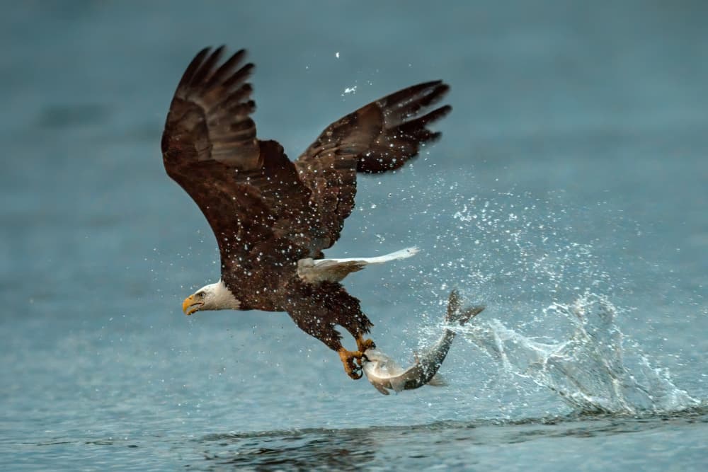 Bald Eagle Fishing Catch by Jacob (Jian) Xu — canvas wall art