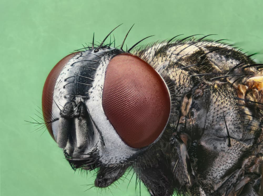 Macro Fly Eye by Antoni Figueras — canvas wall art