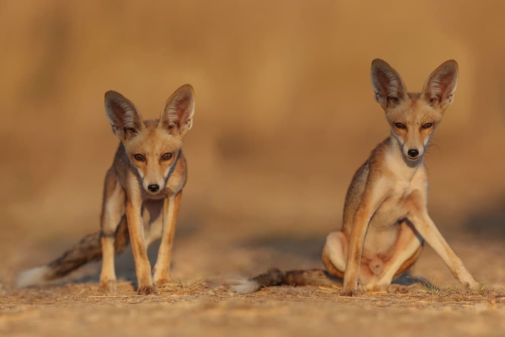 Curious Desert Foxes by David Manusevich — canvas wall art