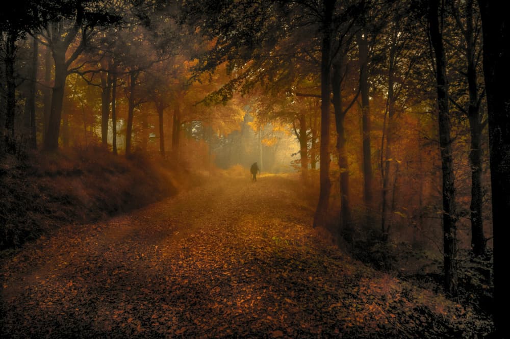 Misty Autumn Forest Path by Alessandro Traverso — canvas wall art