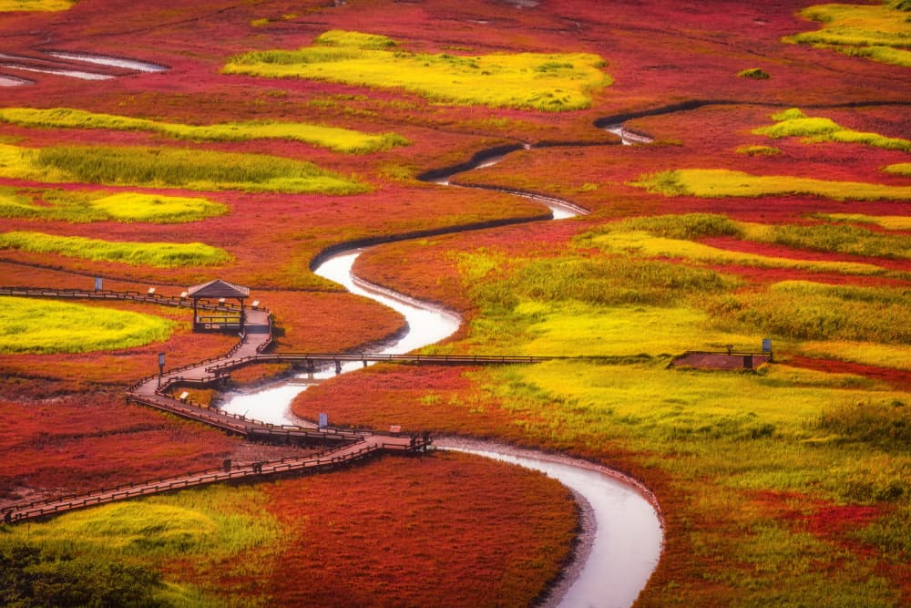 Vibrant Autumn Wetland River by Tiger Seo — canvas wall art
