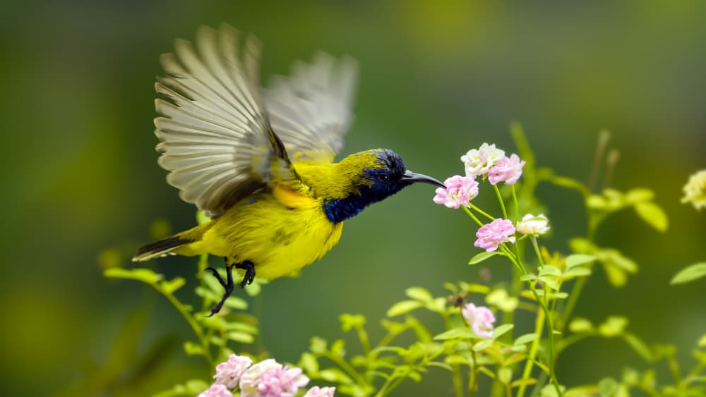 Yellow Sunbird Pink Blooms by Fauzan Maududdin — canvas wall art