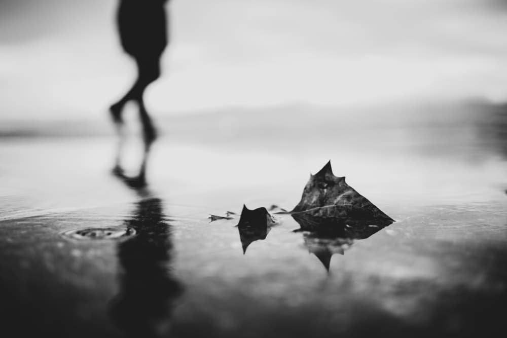 Leaf and Still Waters by Erkan Camlilar — canvas wall art