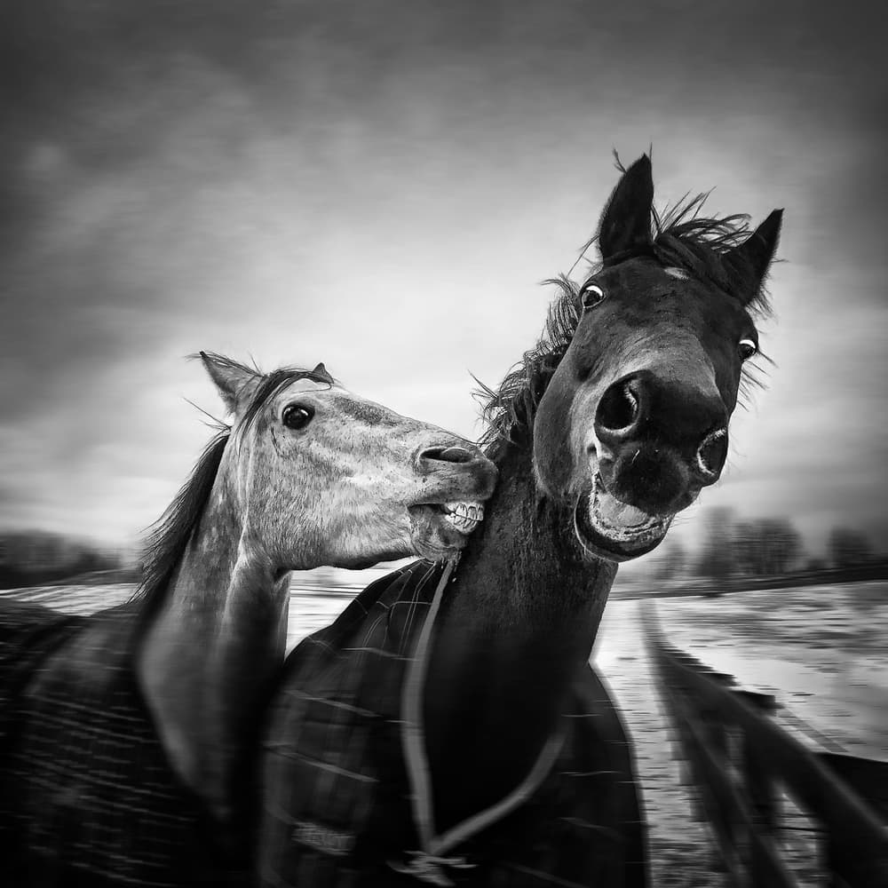 Hilarious Horse Play by Steven Zhou — canvas wall art