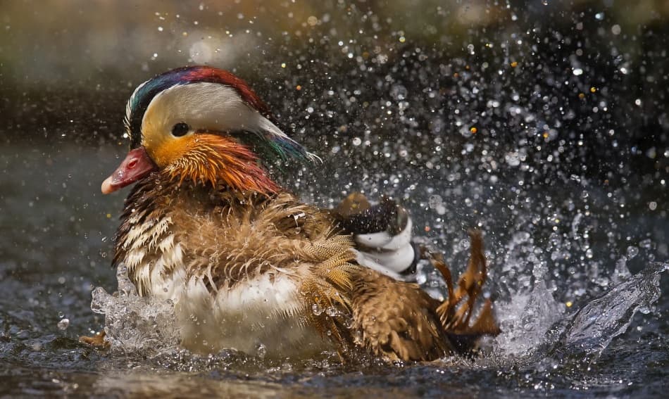 Vibrant Mandarin Duck Splash by C.S. Tjandra — canvas wall art