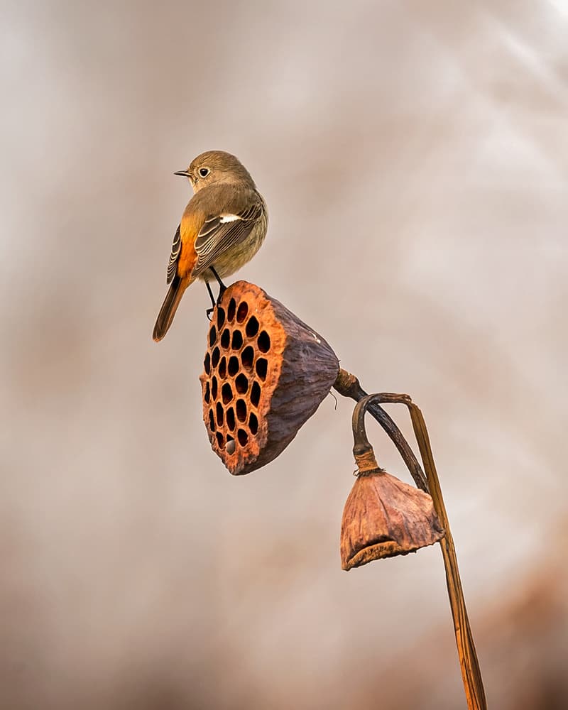 Bird on Lotus Pod by Annie Poreider — canvas wall art