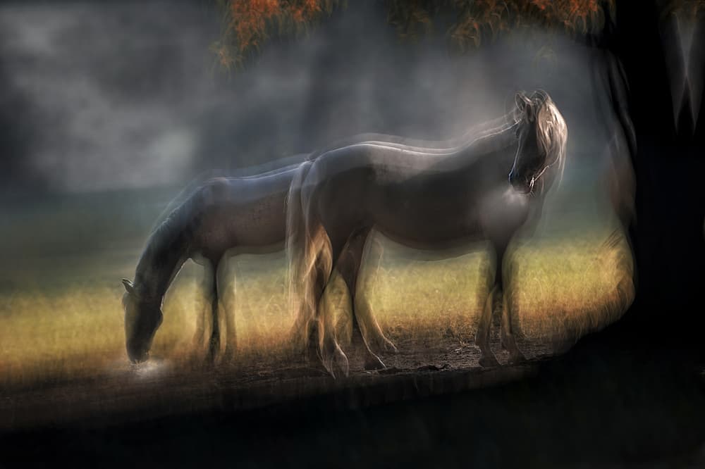 Dreamy Horses Grazing by Milan Malovrh — canvas wall art